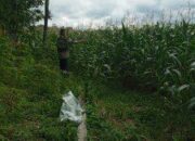 50% dari 250Ha Lahan Pertanian di Dolog Marlawan Alih Fungsi ke Tanaman Jagung