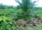 Dana Pemeliharaan kebun PTPN4 unit kebun Hatonduhan Dipertanyakan