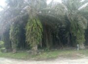 Unit Bah Birong Ulu Kurang Koperatif Dalam Situasi Perawatan Kebun