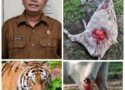 Terkait Serangan Harimau Terhadap Lembu Warga di Bah Birong Ulu,Kadishut Ingatkan Warga Tetap Waspada