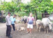 Kapolsek Balata AKP Armada Simbolon Himbau Masyarakat Tidak Membuang Kotoran Ternak Lembu Ke Sungai dan Irigasi