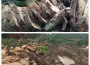 Vendor Berikan Penjelasan Terkait Replanting di Unit Kebun Balimbingan