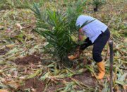 Penanaman Bibit Kelapa Sawit Langsung di Lakukan di Areal HGU Afdeling II  Kebun Bah Jambi