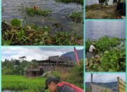 PT GHM Peduli Lingkungan Bersihkan Eceng Gondok Di Danau Toba Tomok