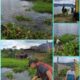 PT GHM Peduli Lingkungan Bersihkan Eceng Gondok Di Danau Toba Tomok