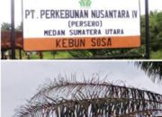 Gawat Serangan Hama Ulat Kantung Marak Terjadi di PTPN IV Uni Unit Sosa Produksi Anjlok