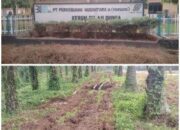 Peremajaan Kelapa Sawit PTPN. 3 KBN Silow Dunia Diduga Tidak Sesuai Kerangka Acuan Kerja