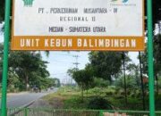 Pihak PTPN IV Unit Balimbingan Bantah Rumor Terkait Tanaman Ulang  Jadi Ajang Korupsi