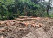 Pohon Pinus di DAS Jembatan Siserasera Habis Dibabat Mafia Kayu