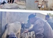Bupati Simalungun Berikan Hewan Kurban Ke Mesjid Taqwa Parapat Pada Hari Raya Iduladha