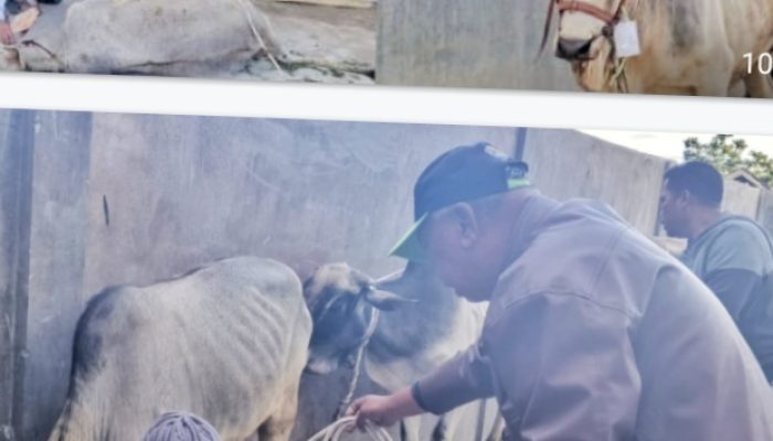 Bupati Simalungun Berikan Hewan Kurban Ke Mesjid Taqwa Parapat Pada Hari Raya Iduladha
