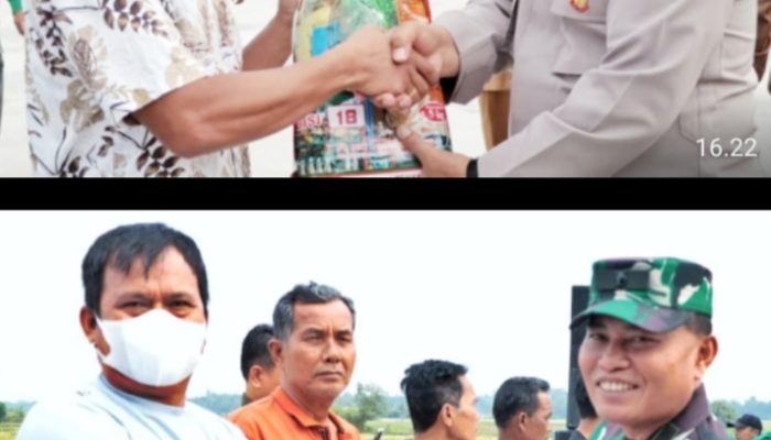Panen Raya Padi Sawah di Kecamatan Tanah Jawa, Bupati Sinalungun Berharap Ada Kenaikan Hasil