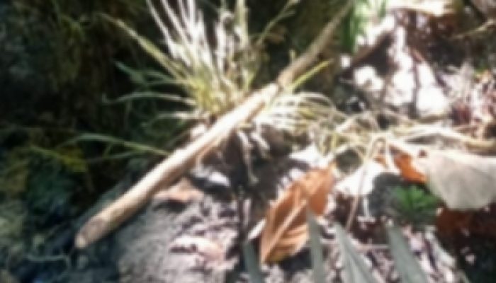 Proyek Pembukaan Jalan Bahkaburoh di Nagori Damakitang Terbengkalai Warga Kecewa