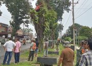 Forkopimca Siantar dan Instansi Terkait Tertibkan Pohon Rawan Tumbang di Jalur Vital Kecamatan Siantar