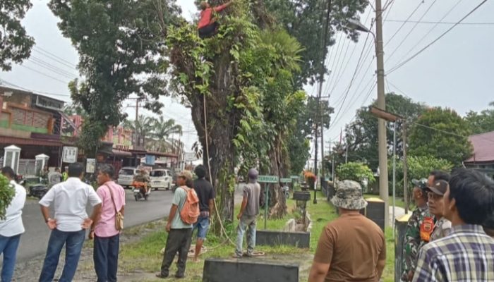 Forkopimca Siantar dan Instansi Terkait Tertibkan Pohon Rawan Tumbang di Jalur Vital Kecamatan Siantar