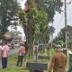 Forkopimca Siantar dan Instansi Terkait Tertibkan Pohon Rawan Tumbang di Jalur Vital Kecamatan Siantar