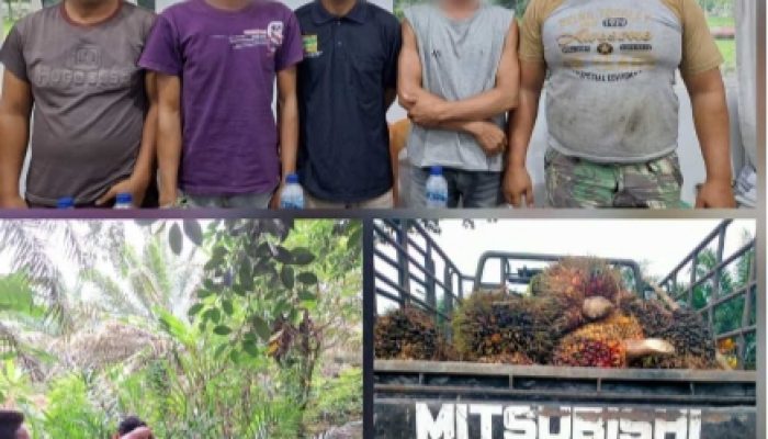 Ringkus 5 Bandit Pencuri TBS di PTPN – 4 Oleh Jatanras Sat Reskrim  Polres Simalungun