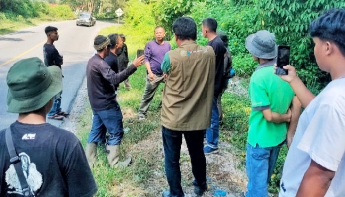 Temuan Bangkai Satwa Liar di Kelurahan Girsang BKSDA dan Camat Tegaskan Bukan Harimau Sumatra Melainkan Macan Akar