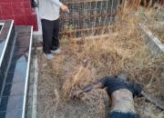 Polsek Perdagangan Begitu Cepat Menemukan Mayat Misterius di Simalungun, Maret 24,26