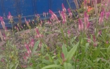 Aroganya Cukong Kayu Saat Ditanya Legalitas Truck Bermutan Kayu