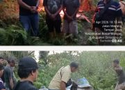 Tanpa Kompromi Polsek Bosar Maligas Grebek Rubuhkan dan Bakar Habis Lapak Narkoba di Perkadanfan Nagori Boluk