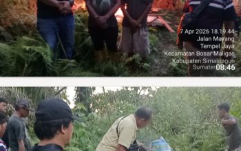 Tanpa Kompromi Polsek Bosar Maligas Grebek Rubuhkan dan Bakar Habis Lapak Narkoba di Perkadanfan Nagori Boluk