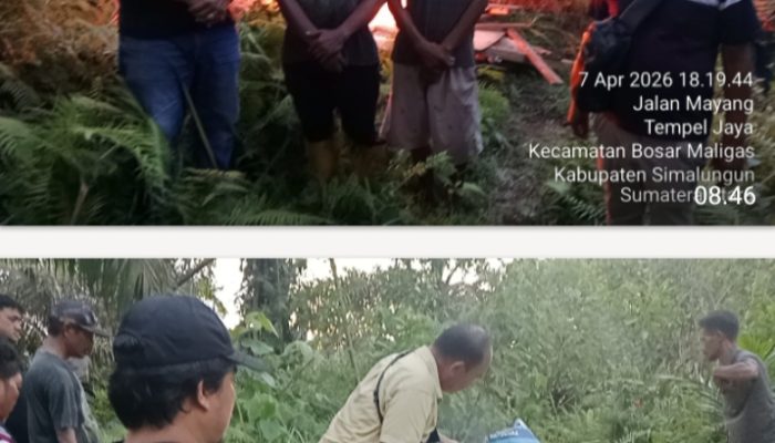 Tanpa Kompromi Polsek Bosar Maligas Grebek Rubuhkan dan Bakar Habis Lapak Narkoba di Perkadanfan Nagori Boluk