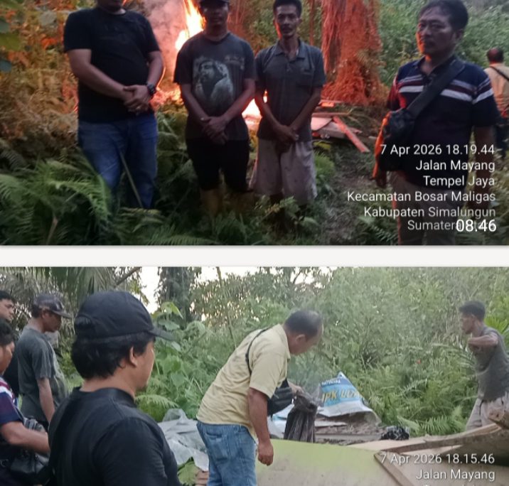Tanpa Kompromi Polsek Bosar Maligas Grebek Rubuhkan dan Bakar Habis Lapak Narkoba di Perkadanfan Nagori Boluk