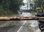 Pohon Tumbang Tutup Jalan Siantar Prapat Laporan Warga Via 110  Direspon Cepat Jalan Kembali Normal Polres Simalungun Imbauw Waspada Cuaca Extrem