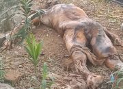 Polsek Gunung Malela Himbau Warga Tidak Panik  Jasad Ya g Digali Orang Tak Dikenal di TPU Muslim Trlah Dimakamkan kembali Dengan Bsik
