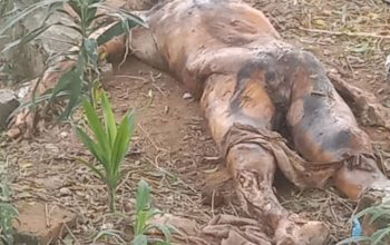 Polsek Gunung Malela Himbau Warga Tidak Panik  Jasad Ya g Digali Orang Tak Dikenal di TPU Muslim Trlah Dimakamkan kembali Dengan Bsik