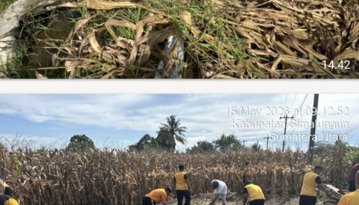Kapolsek Tanah Jawa Pimpin Langsung Apel Korve Panen Raya Jagung Serentak Kwartal II 2026 Polri Hadir Nyata di tengah Masyarakat Tani