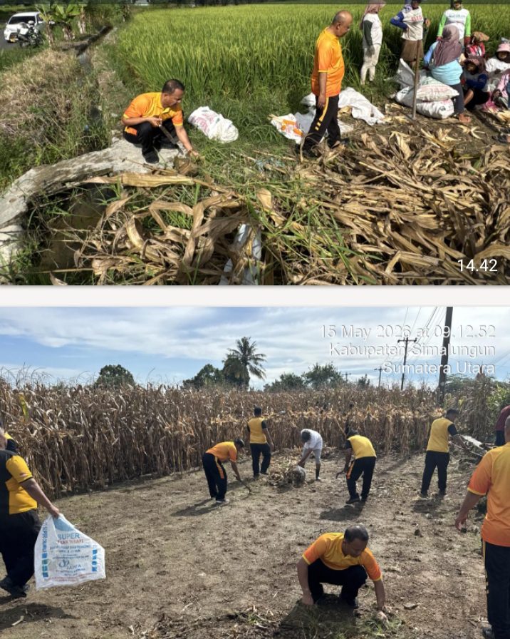 Kapolsek Tanah Jawa Pimpin Langsung Apel Korve Panen Raya Jagung Serentak Kwartal II 2026 Polri Hadir Nyata di tengah Masyarakat Tani
