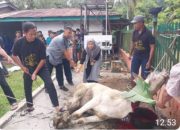 Momentum Idhul Adha 1447 H PTPN -IV Regional II Kebun Bah Birung Ulu Sembelih 12 Hewan Kurban