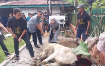 Momentum Idhul Adha 1447 H PTPN -IV Regional II Kebun Bah Birung Ulu Sembelih 12 Hewan Kurban