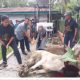 Momentum Idhul Adha 1447 H PTPN -IV Regional II Kebun Bah Birung Ulu Sembelih 12 Hewan Kurban