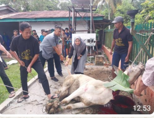 Momentum Idhul Adha 1447 H PTPN -IV Regional II Kebun Bah Birung Ulu Sembelih 12 Hewan Kurban