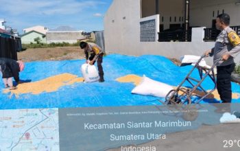Dukung Ketapang Kapolsek Siantar Selatan Bantu Petani Binaan Jemur Hasil Panen Jagung