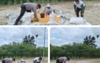 Babinkamtibmas Polsek Siantar Marihat Bantu cek Kadar Air Jagung Petani Binaan ke Bulog  Pematangsiantar